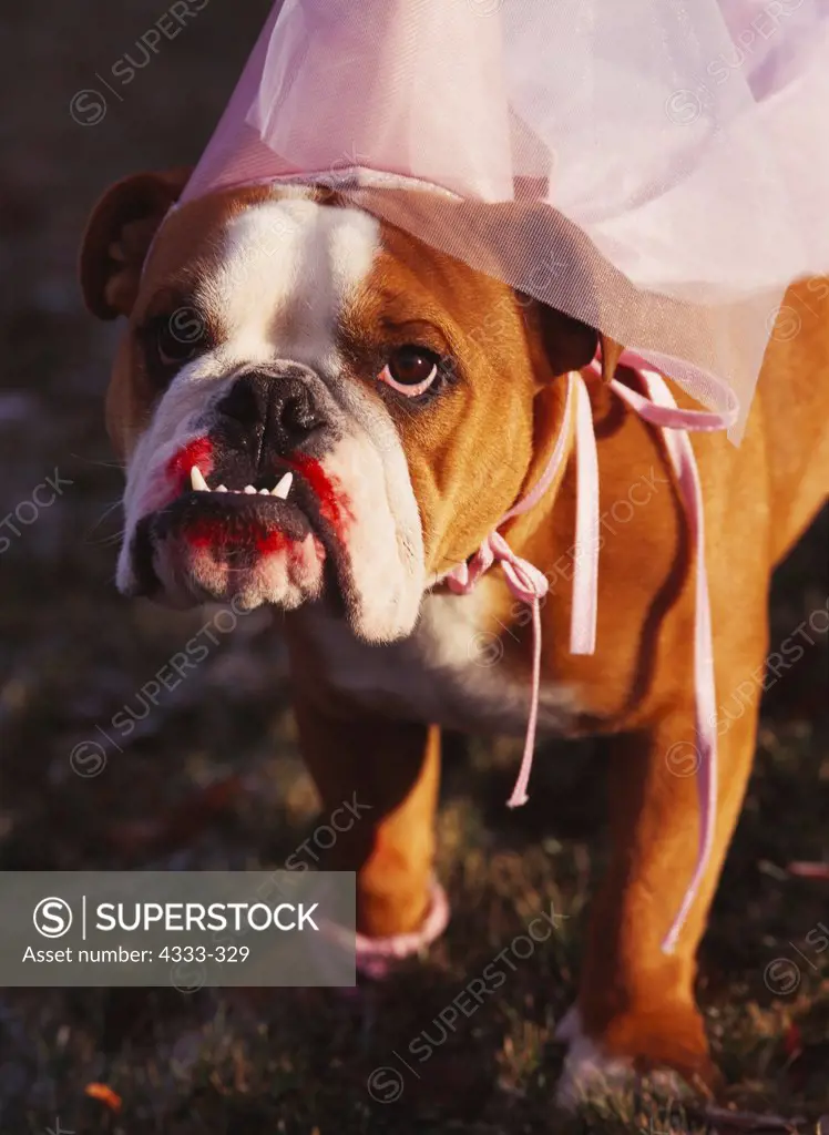 Bulldog, AKC, 2-year-old 'Daisy' dressed up as a Princess and photographed in Anchorage, Alsaka and owned by Mary Halverson of Anchorage, Alaska.