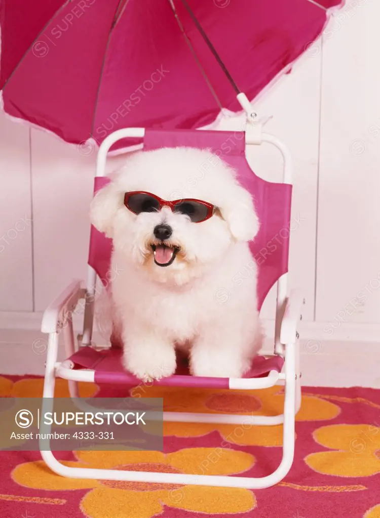 Bichon Frise, AKC, 3-year-old 'Cheena' photographed at Randi's studio and owned by Tammy Bovy of Palmer, Alaska.