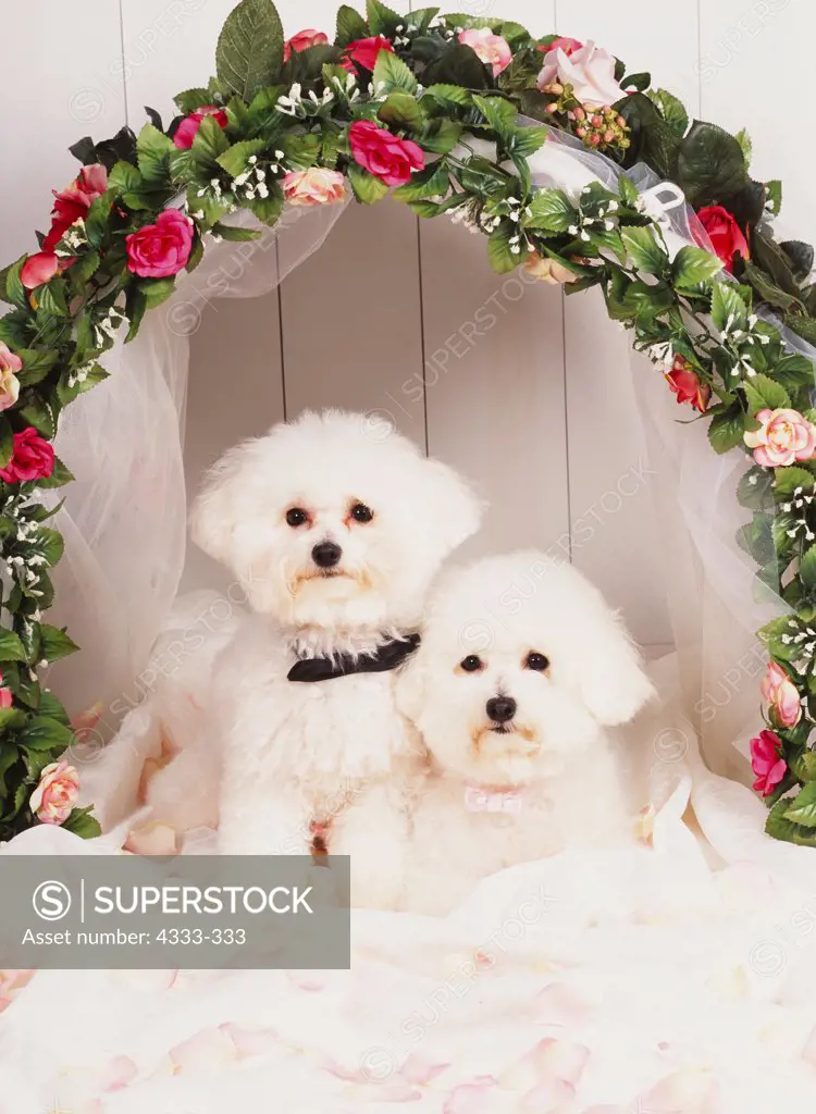 Bichon Frises, AKC, 3-year-old 'Cheena' and 1-year-old 'Daisy' photographed at Randi's studio and owned by Tammy Bovy of Palmer, Alaska.