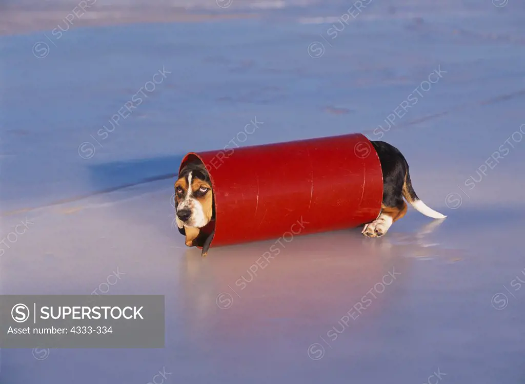 Basset Hound, AKC, 10-week-old puppy 'Abby' photographed on ice of Lake Lucille and owned by Debra Bond of Wasilla, Alaska.