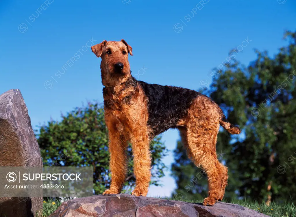 Airedale Terrier, AKC, 3-year-old 'Chena' photographed in Fairbanks, Alaska and owned by Ron Windeler of Anchorage, Alaska.