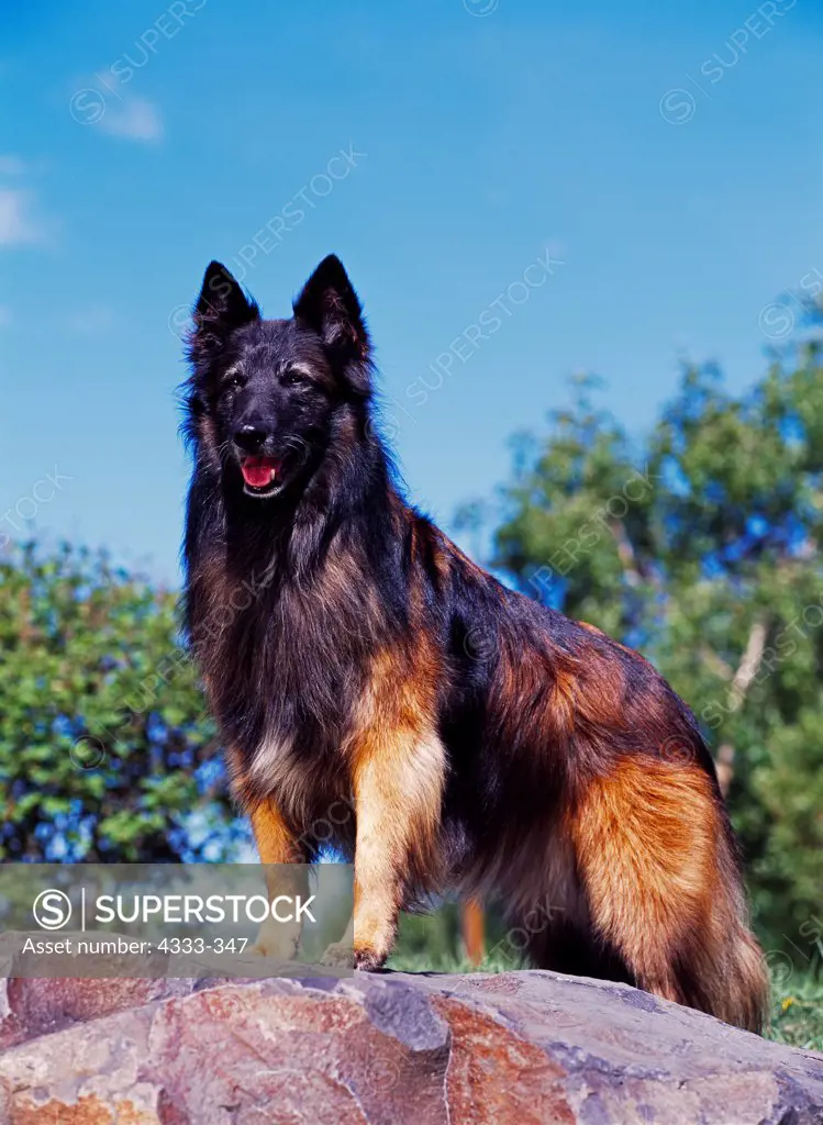 Belgian Tervuren, AKC, 9 1/2-year-old 'Skye' photographed in Fairbanks, Alaska and owned by Sharon Young of Anchorage, Alaska.
