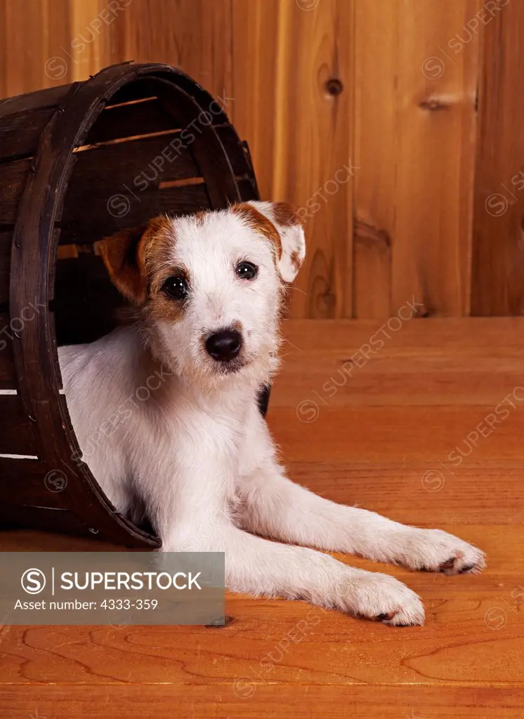 Jack Russell Terrier, 6-month-old 'Patches' photographed at Randi's studio and owned by Audrey York of Wasilla, Alaska.