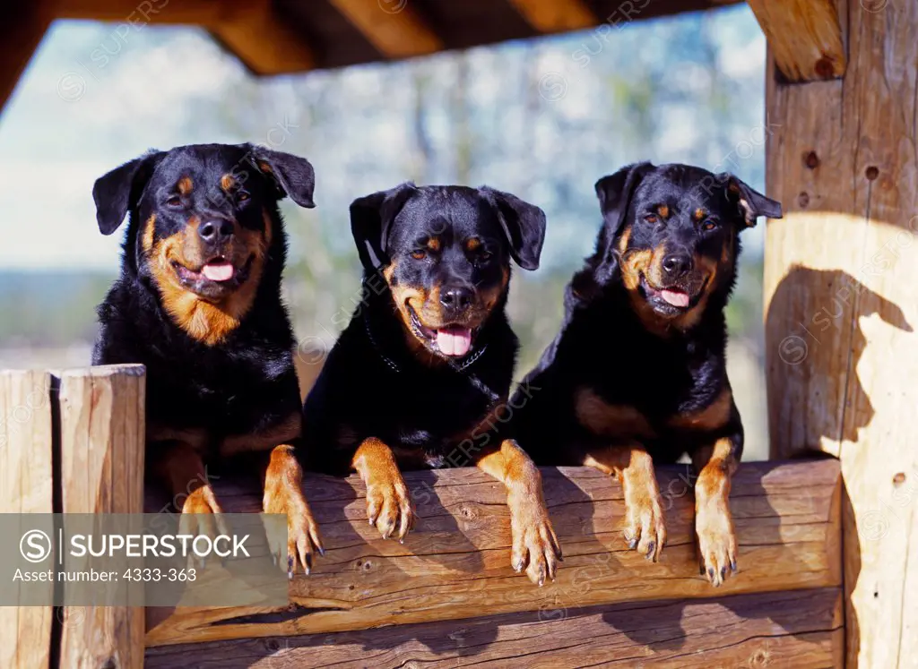 Rottweilers, AKC, 'Taylor' owned by Charlene Brown of Anchorage and 'Knox' and 'Nikki' owned by Lisa Duntley of Anchorage and photographed at Creamer's Field, Fairbanks, Alaska.