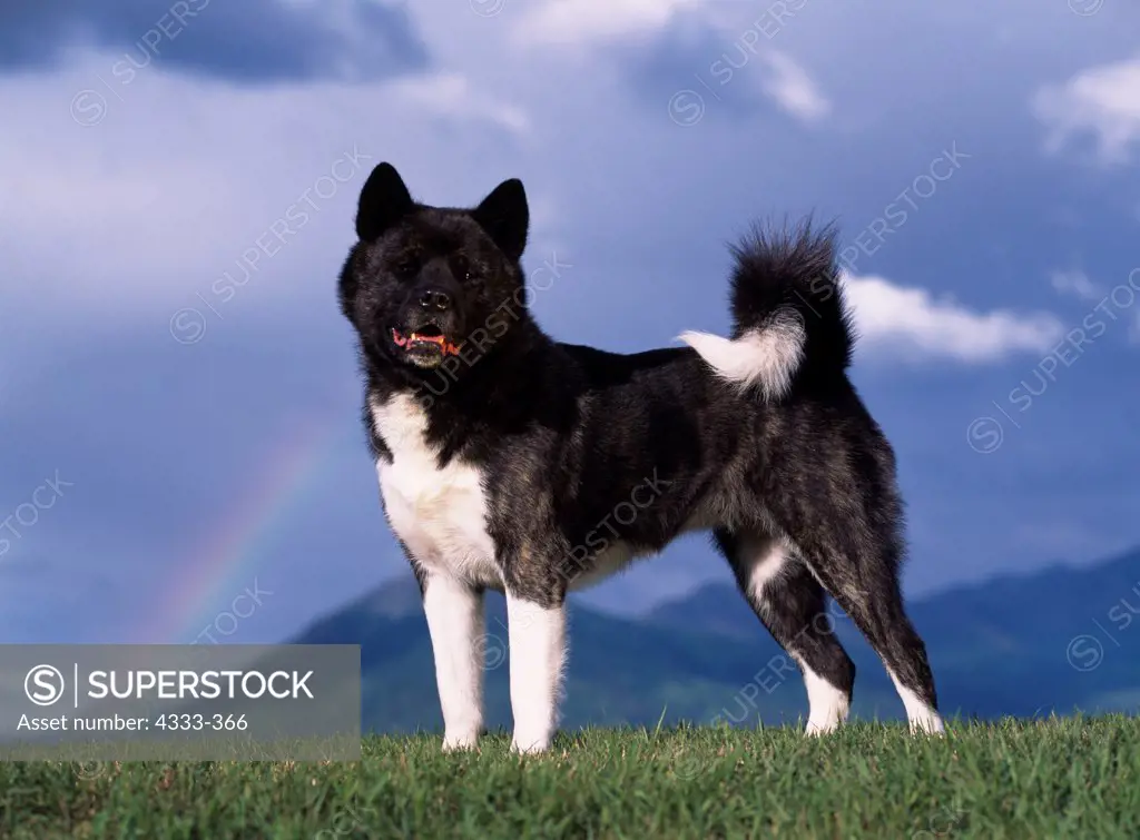 Akita, AKC, 4-year-old 'Siouxsie' photographed in Palmer, Alaska and owned by Nicki Stewart of Fairbanks, Alaska.