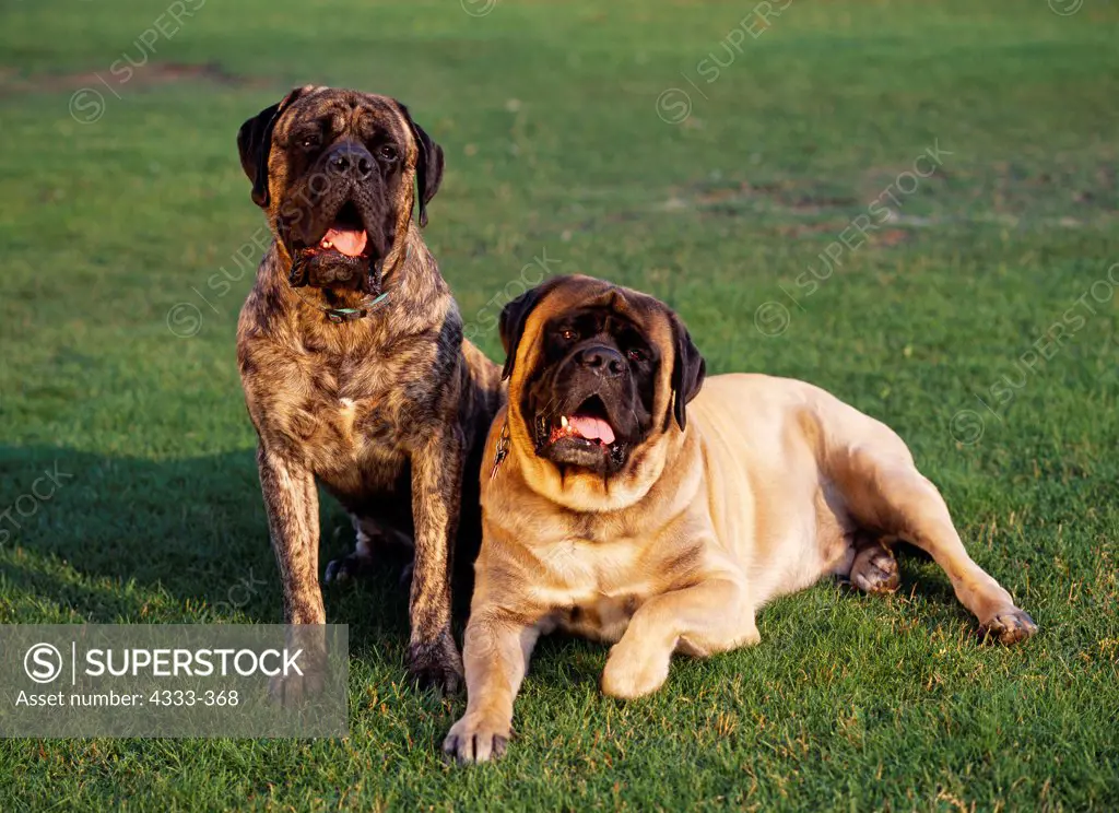 Mastiffs, AKC, 3-year-old 'Kodiak' and 6-year-old ' Triton' photographed at Waldron Lake in Anchorage, Alaska and owned by Kelli Schwav of Anchorage, Alaska.