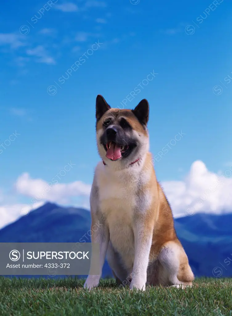 Akita, AKC, 6-year-old 'Baron' photographed in Palmer, Alaska and owned by Malanie Scritchfield of Soldotna, Alaska.