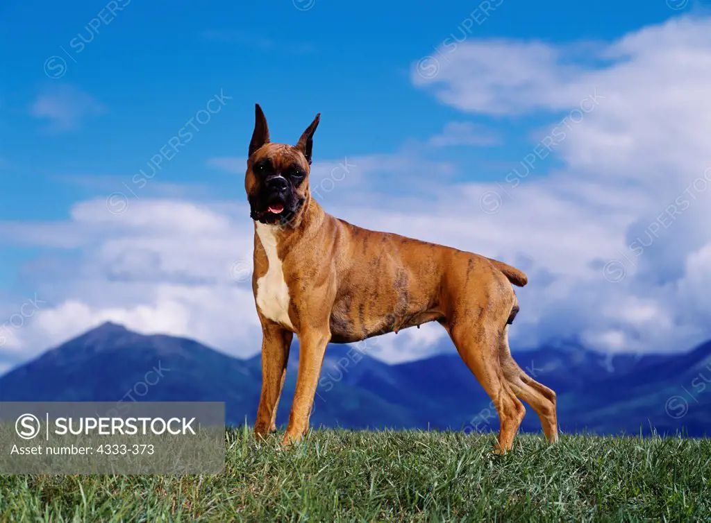 Boxer, AKC, 1-year-old 'Mona' photographed in Palmer, Alaska and owned by Roger Hale of Palmer, Alaska.