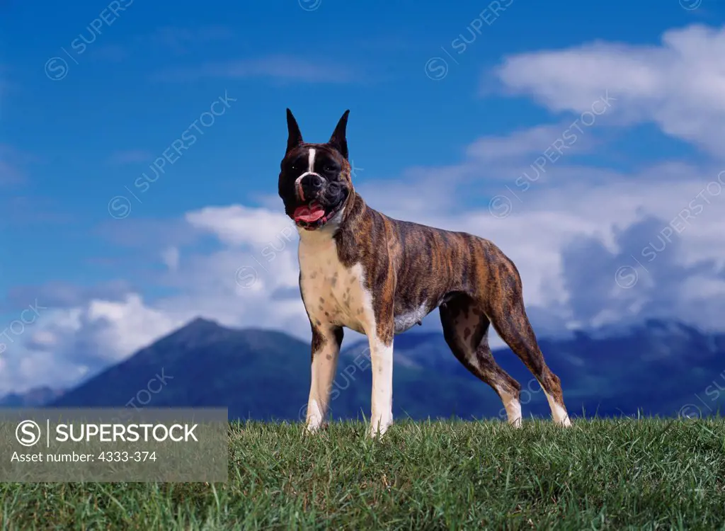Boxer, AKc, 2-year-old 'Brandi' photographed in Palmer, Alaska and owned by Roger Hale of Palmer, Alaska.