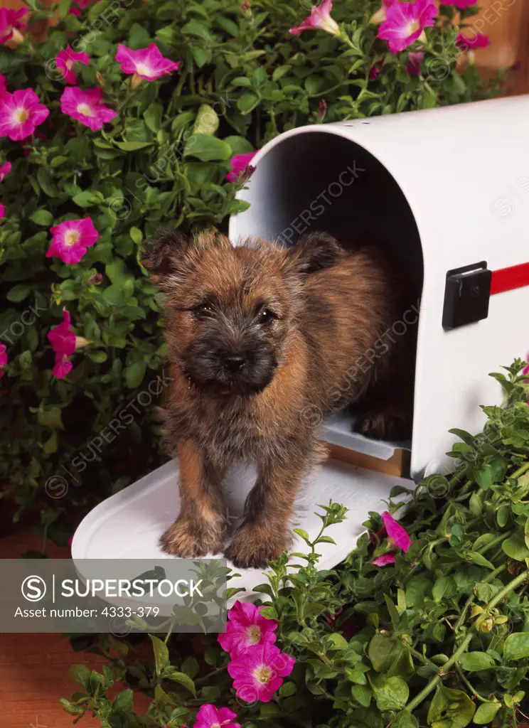 Cairn Terrier, AKC, 8-week-old puppy photographed at Randi's Studio and owned by Tom and Carolyn Tolson of Wasilla, Alaska.