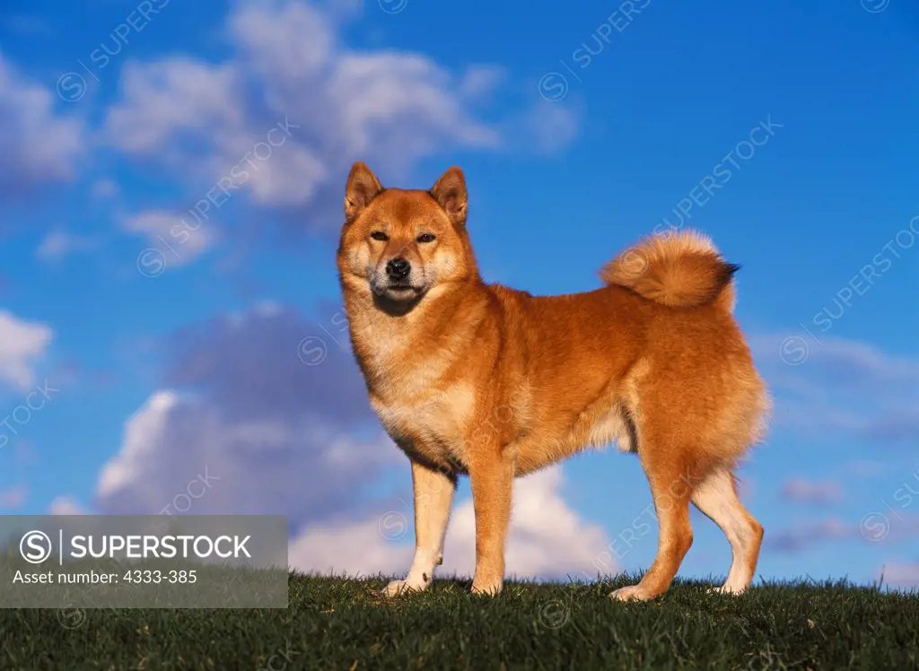 Shiba Inu, AKC, 3-year-old 'Nikee' owned b y Faith White and photographed at Sitka Park, Anchorage, Alaska.