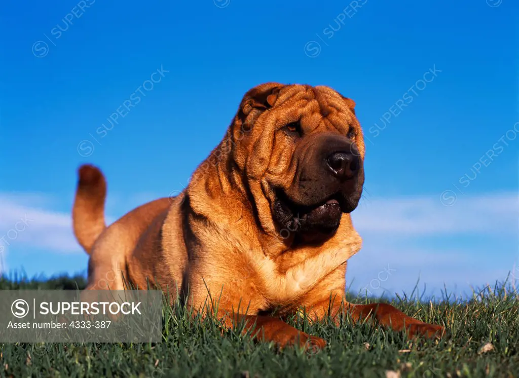Shar Pei, AKC, four-year-old male 'Ulee' owned by Faith White and photographed at Sitka Park, Anchorage, Alaska.