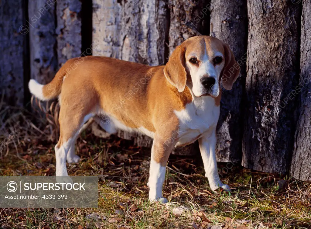 Beagle, AKC, 3-year-old 'Jasper' owned by Katie Edwards and photographed in her yard in Wasilla, Alaska.