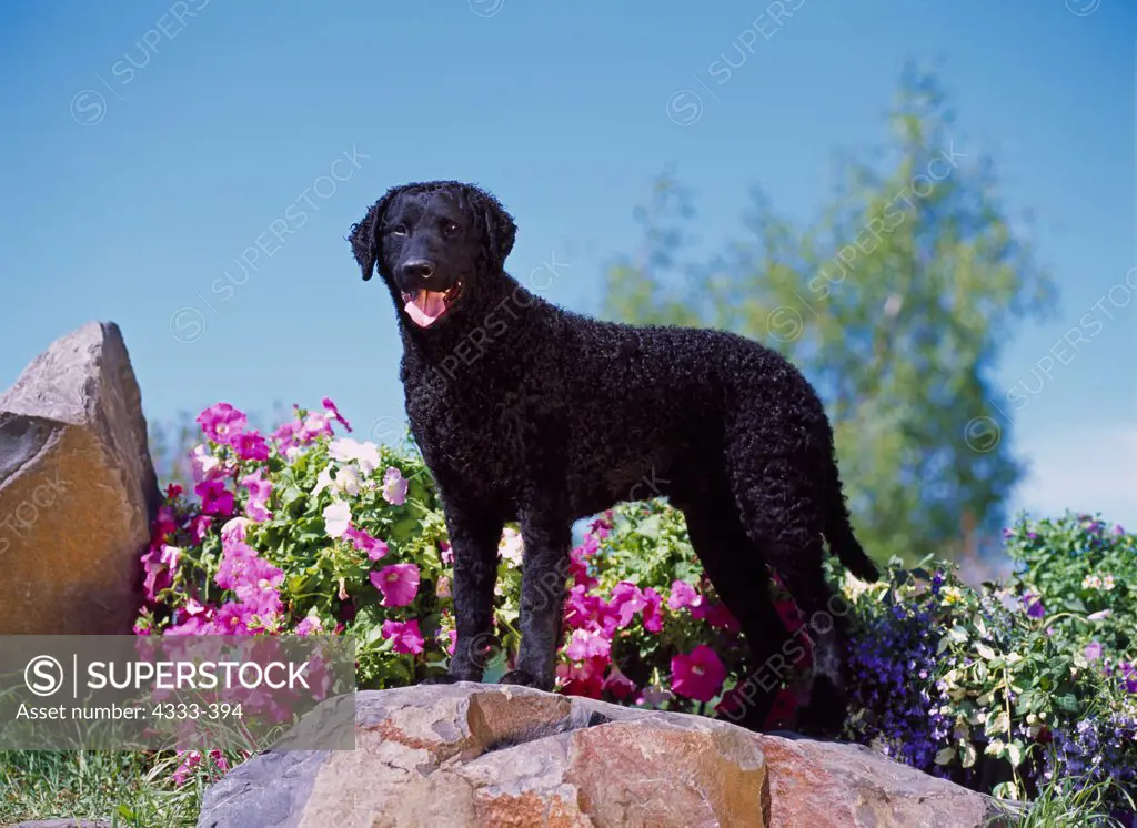 Curly-Coated Retriever, AKC, 2 1/2-year-old 'Trigger' photographed in Fairbanks and owned by Sammie McDowell of Anchorage, Alaska.