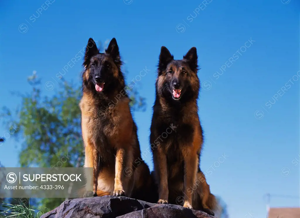 Belgian Tervurens, AKC, 4-year-old 'Hailey' owned by Cathy Laux of Chugiak, Alaska and 3 1/2-year-old 'Topaz' photographed in Fairbanks, Alaska and owned by Kathy Howse of Anchorage, Alaska.