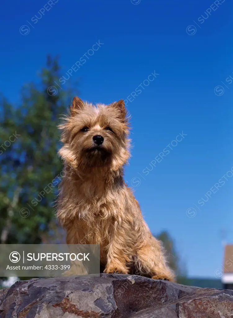 Cairn Terrier, AKC, 1-year-old 'Molly' photographed in Fairbanks and owned by Linda Johnson of Fairbanks, Alaska.