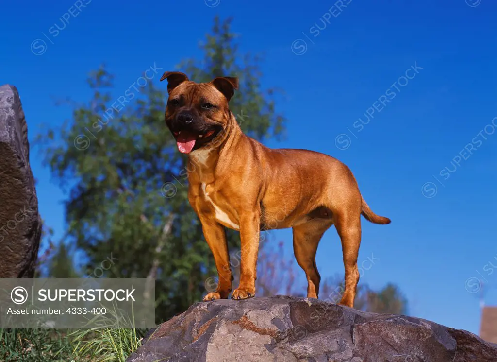 Staffordshire Bull Terrier, AKC,9-month-old 'Sahara' photographed in Fairbanks, Alaska and owned by Larry Mahurin of Wasilla, Alaska.