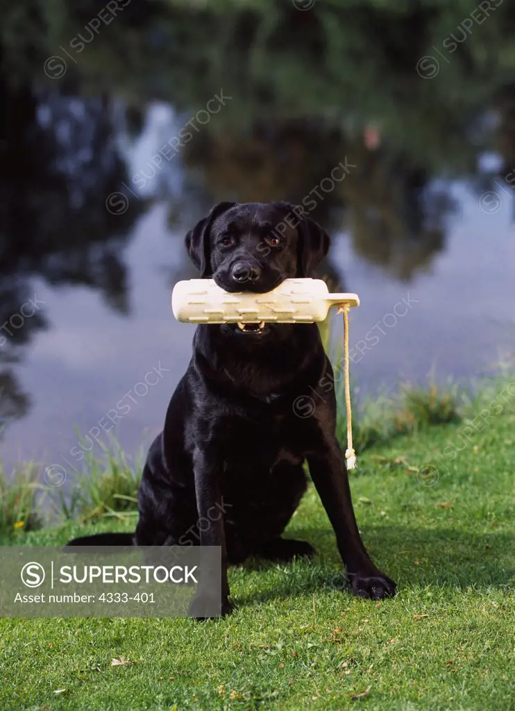 Black Labrador Retriever, AKC, 2-year-old 'Dart' photographed at Waldron Lake and owned by Rebecca Hilgendorf of Anchorage, Alaska.