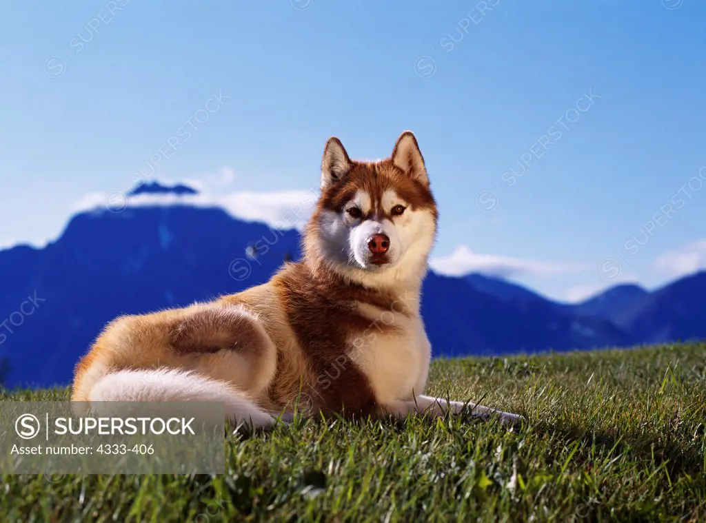 Siberian Husky, AKC, 1-year-old 'Xtra' photographed in Palmer, Alaska and owned by Margaret Griffo of Anchorage, Alaska