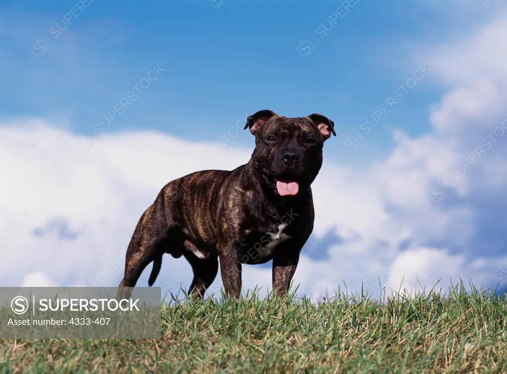 Staffordshire Bull Terrier, AKC, 2-year-old 'Nitro' photographed in Palmer, Alaska and owned by Christine Kriger of Anchorage, Alaska.