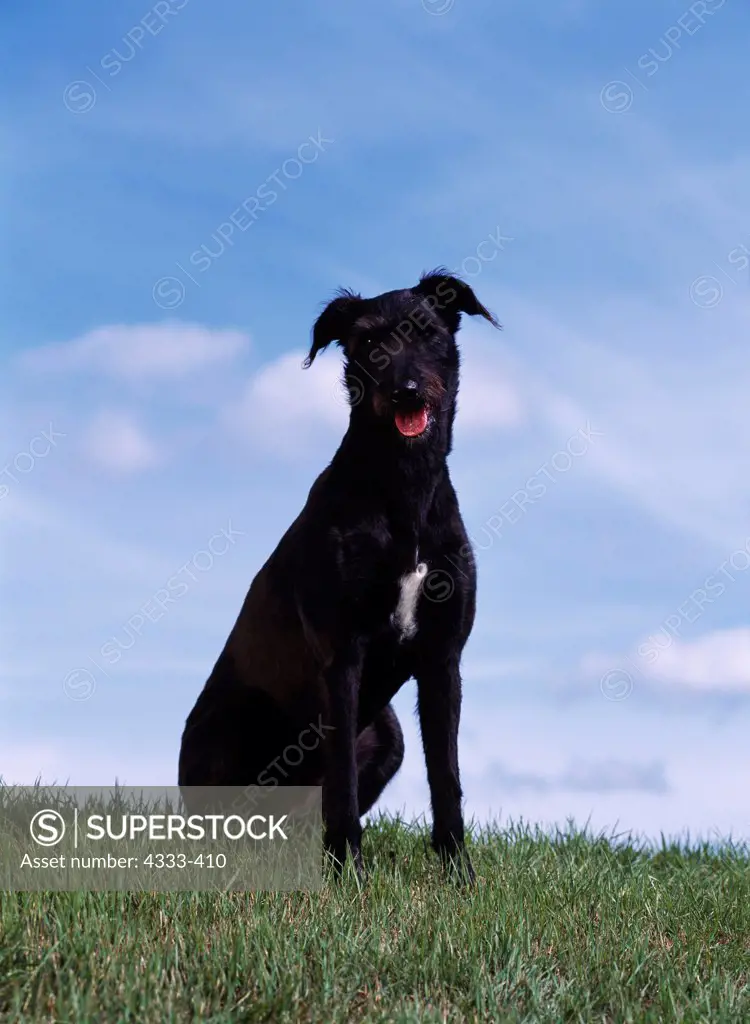 Lurcher, 3 1/2-year-old 'China' photographed in Palmer, Alaska and owned by Mary Anderson of Anchorage, Alaska.
