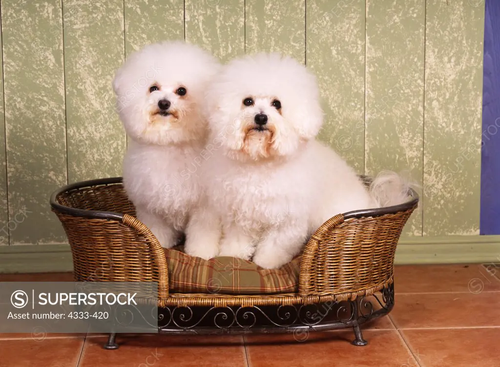 Bichon Frise, AKC, 2-year-old 'Daisy' and 4-year-old 'Cheena' photographed at Randi's Studio and owned by Tammy Bovy of Palmer, Alaska.