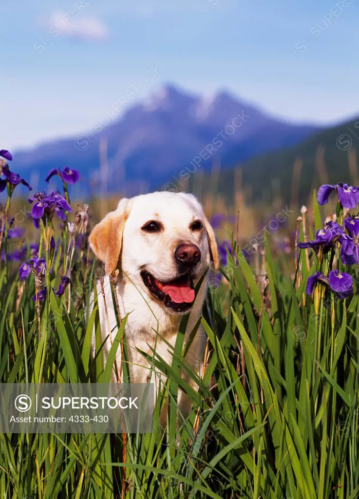 Yellow Labrador Retriever, AKC, 5-year-old 'Kaya' photographed in Eklutna, Alaska and owned by Gina Ashman of Anchorage, Alaska.