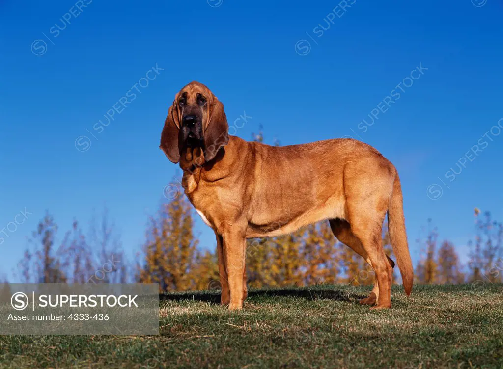 Bloodhound, AKC, 9-year-old 'Trex' photographed at Sitka Park in Anchorage, Alaska and owned by Carol Hepler of Eagle River, Alaska.