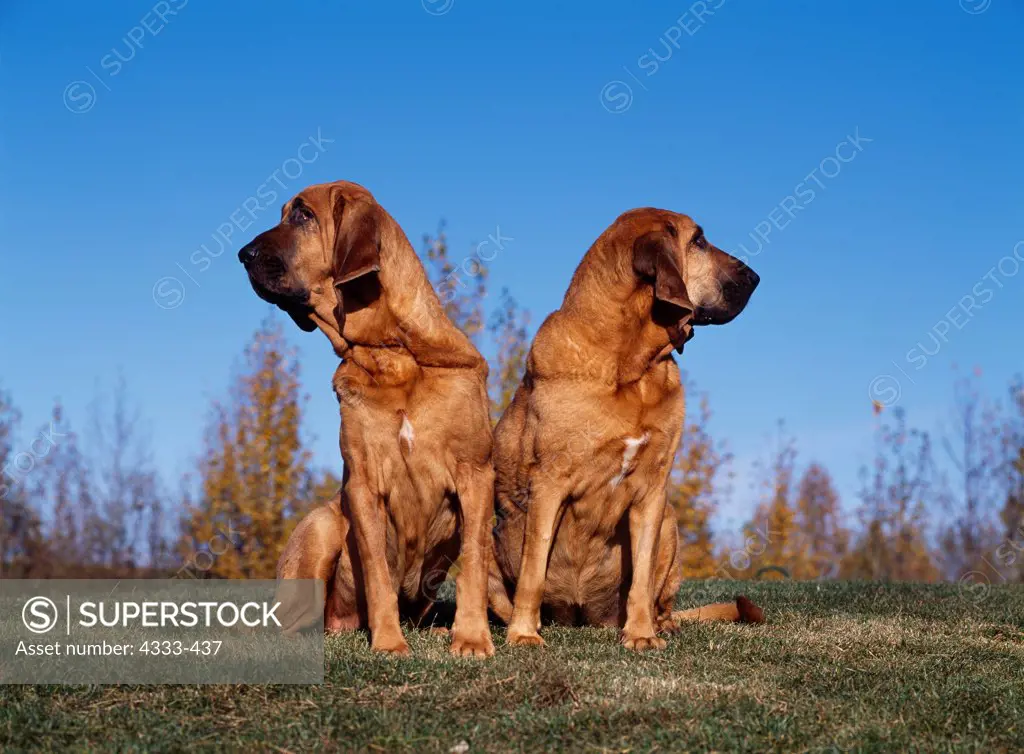 Bloodhounds, AKC, 9-year-old 'Trex' and 10-year-old 'Jessie' photographed at Sitka Park in Anchorage, Alaska and owned by Carol Hepler of Eagle River, Alaska.