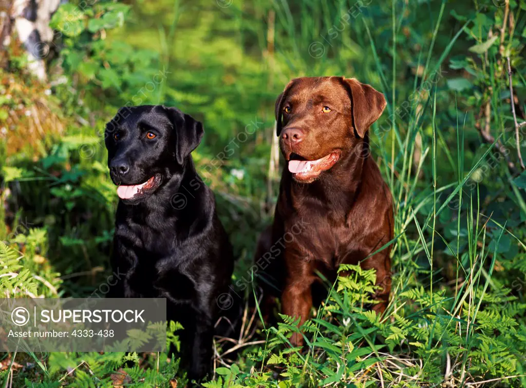 Labrador Retrievers, AKC, Black eight-month-old 'Calle' and Chocolate two-year-old 'Cola' photographed at the Equestrian Center in Anchorage and owned by Rebecca Hilgendorf of Fairbanks, Alaska.
