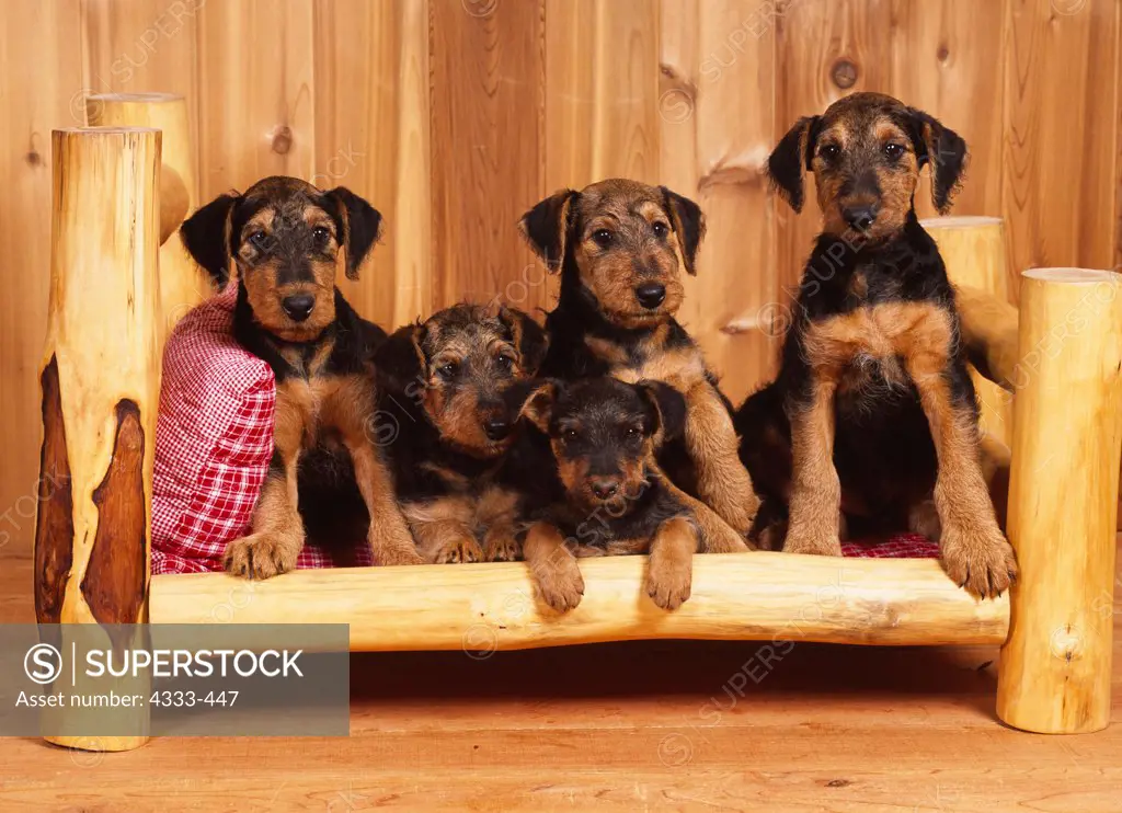 Airedale Terriers, AKC, 9-week-old puppies photographed in Randi's Studio and owned by Ron Windeler of Anchorage, Alaska.