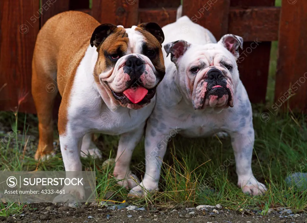 English Bulldog, AKC, 9-month-old puppies 'Zar' and 'Maroyine' photographed in Palmer, Alaska and owned by Susan Sistler of Anchorage, Alaska.