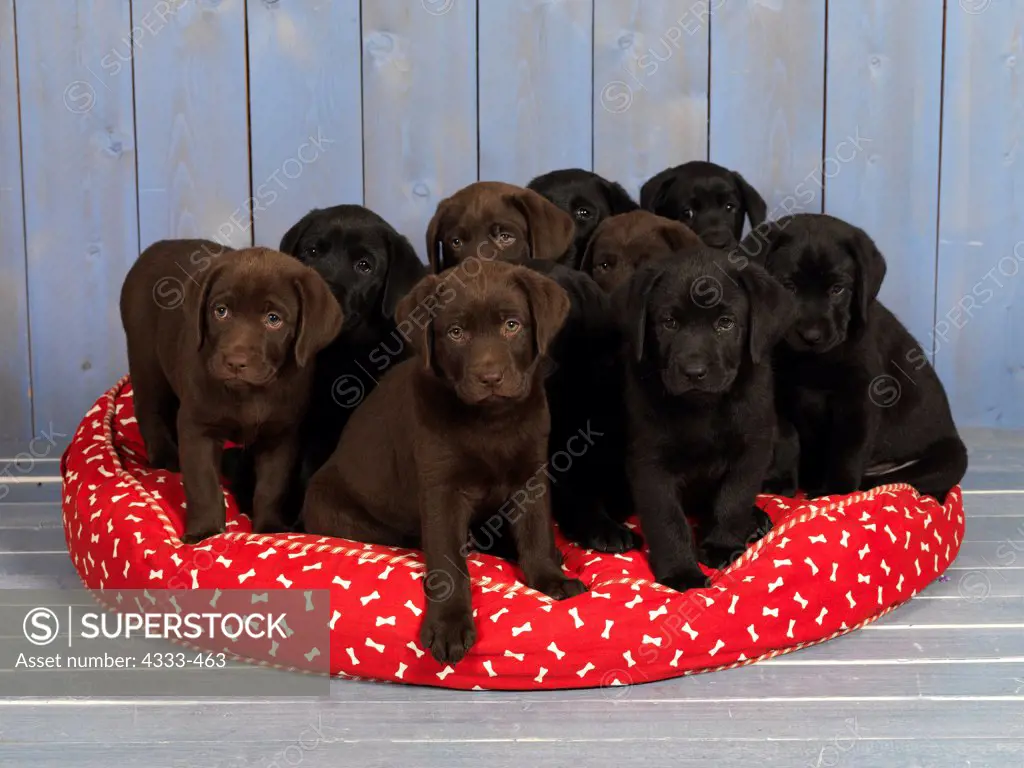 Black Labrador Retrievers and Chocolate Labrador Retrievers, AKC, 7-week-old puppies, litter of 10, photographed at Randi's Studio and owned by Jennifer Wren of Wasilla, Alaska.
