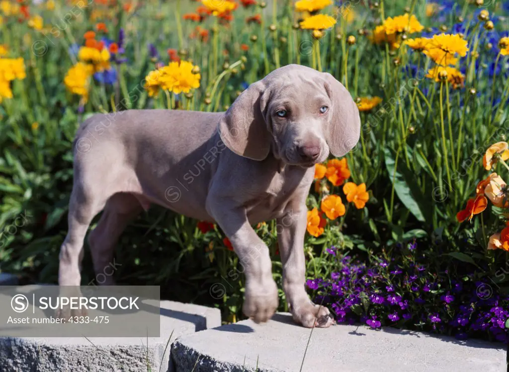 Weimaraner, AKC, 8-week-old puppy 'Ghost' photographed in Palmer, Alaska and owned by Tracy Duffield of Wasilla, Alaska.