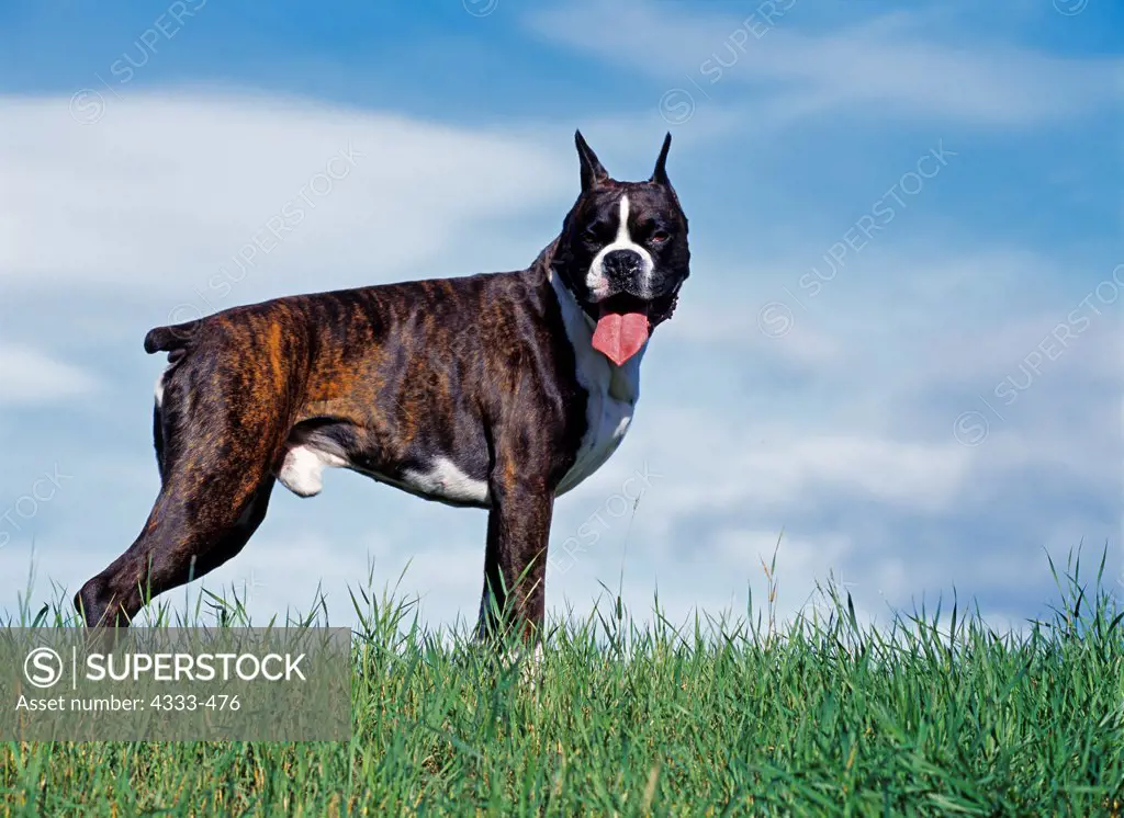 Boxer, AKC, 5-year-old 'Brutus' photographed in Palmer, Alaska and owned by Dorthy Meekin of Palmer, Alaska.