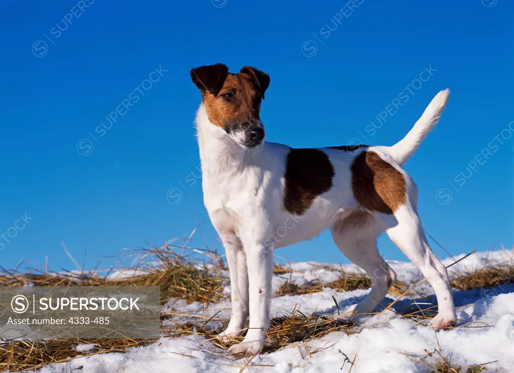 Smooth Fox Terrier, AKC, 1-year-old 'Evlhyn' photographed at Kepler Lake near Wasilla, Alaska and owned by Mary Herman of Palmer, Alaska.