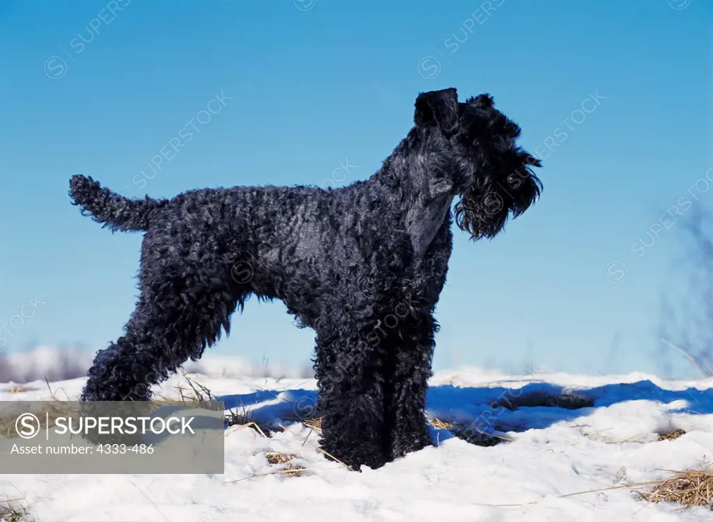 Kerry Blue Terrier, AKC, 5-year-old female, 'Ciste', owned by Mary P. Hermon and photographed at Kepler Park near Palmer, Alaska.