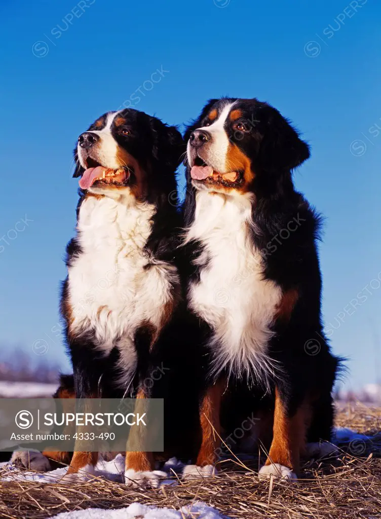 Bernese Mountain Dogs, AKC, photographed at Kepler Lake near Palmer, Alaska and owned by Tracy Hopper of Wasilla, Alaska.