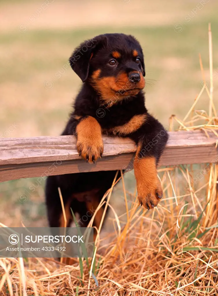 Rottweiler, AKC, 8-week-old puppy 'Bayne' photographed at Creamer's Field in Fairbanks, Alaska and owned by Leah Ingram of Wasilla, Alaska.