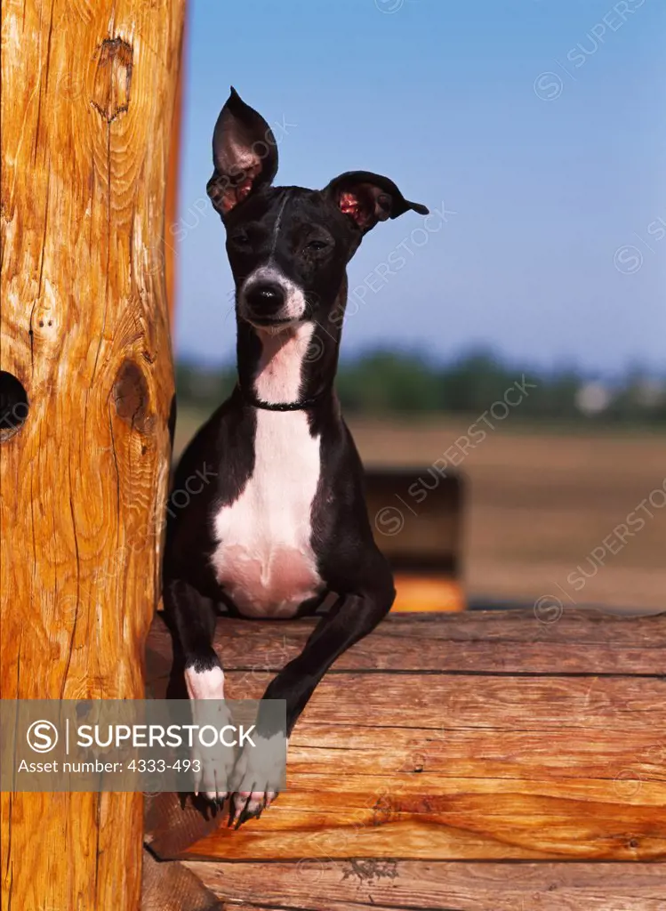 Italian Greyhound, AKC, 9-month-old 'Bubba' photographed at Creamer's Field in Fairbanks, Alaska and owned by Jeffrey Rentzel of Fairbanks, Alaska.