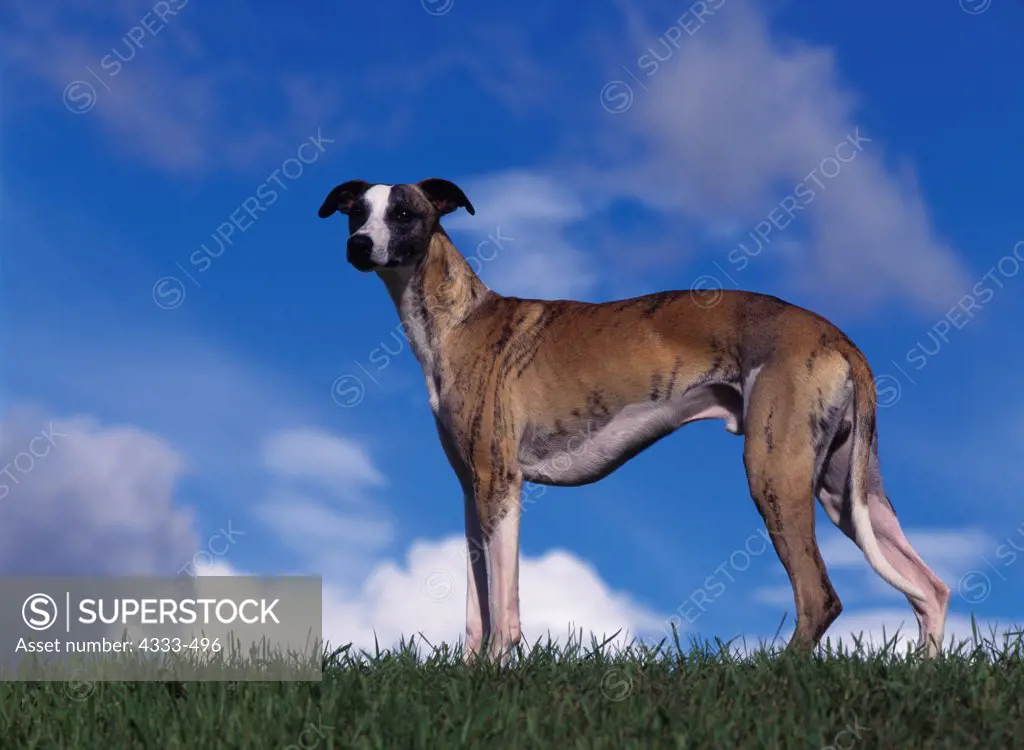 Whippet, AKC, 11-month-old 'Rascal' owned by Barbara Ruth Smith and photographed at Alaska State Fairgrounds in Palmer, Alaska.