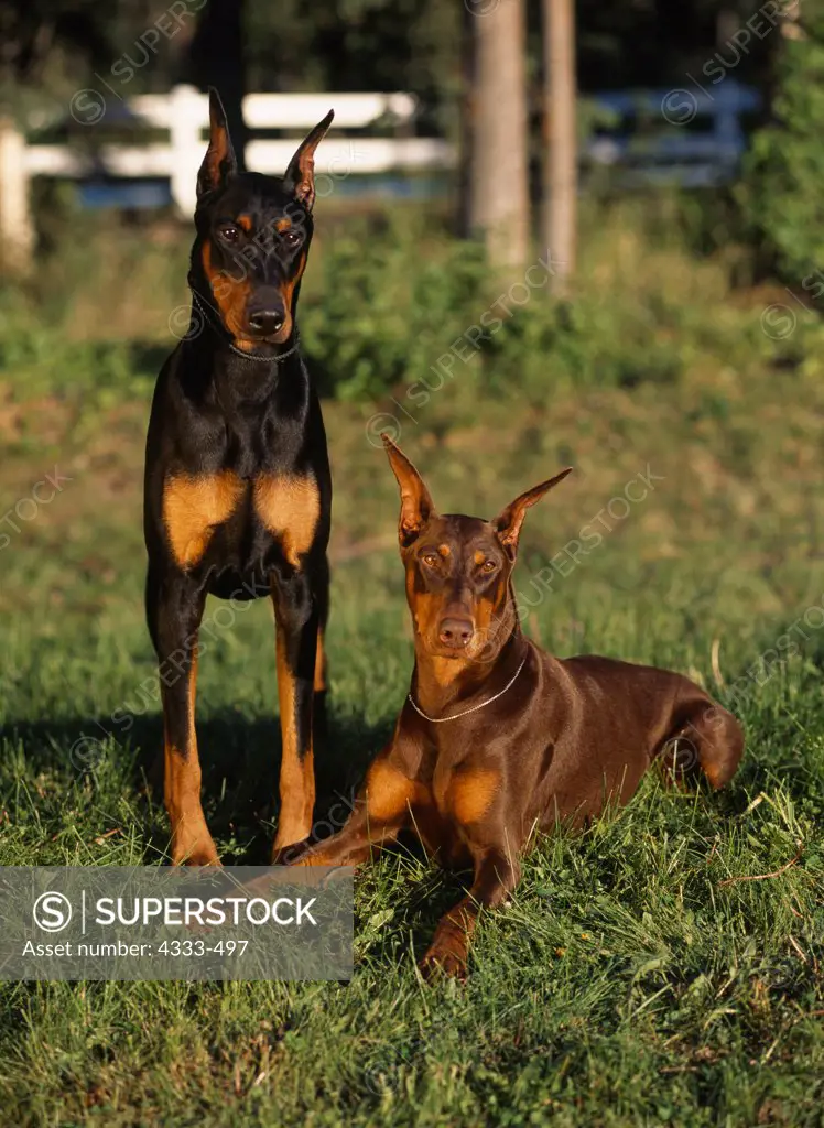 Doberman Pinscher, AKC, 1-year-old 'Rorschach' and 2-year-old 'Rookie' photographed at the Equestrian Center in Anchorage, Alaska and owned by Leslie Batchelder.