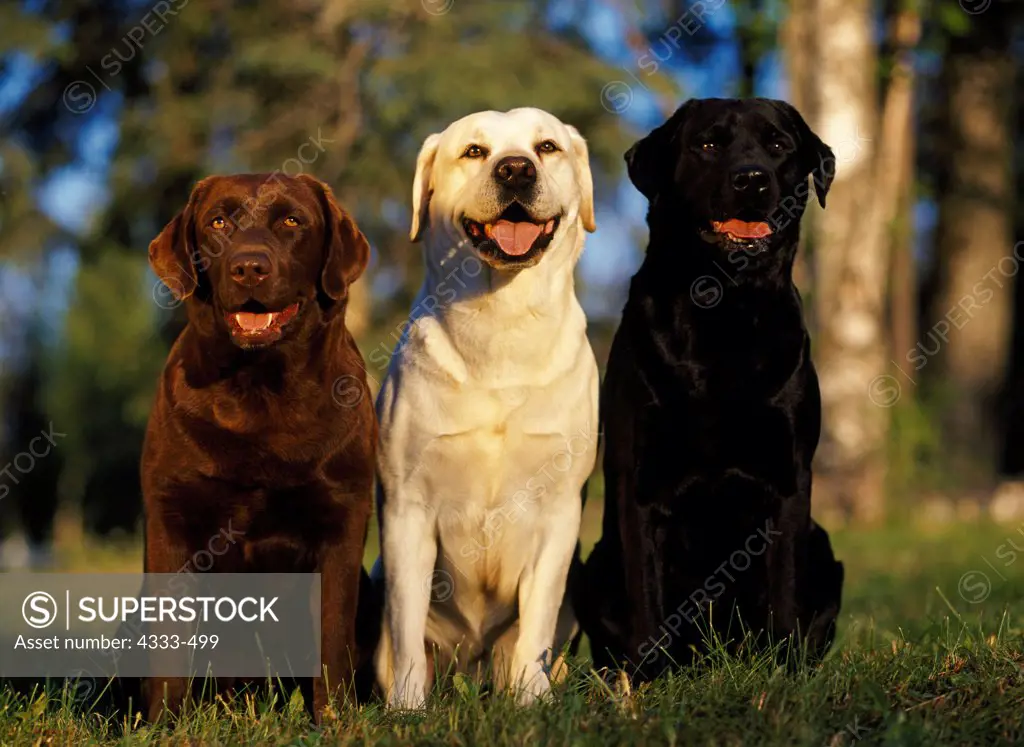 Chocolate, Yellow and Black Labrador Retrievers, AKC, 3-year-old 'Suklaa' owned by Sally Berry, 6-year-old 'Shiner' and 3-year-old 'Tum Tum' owned by Sheri Walsh.