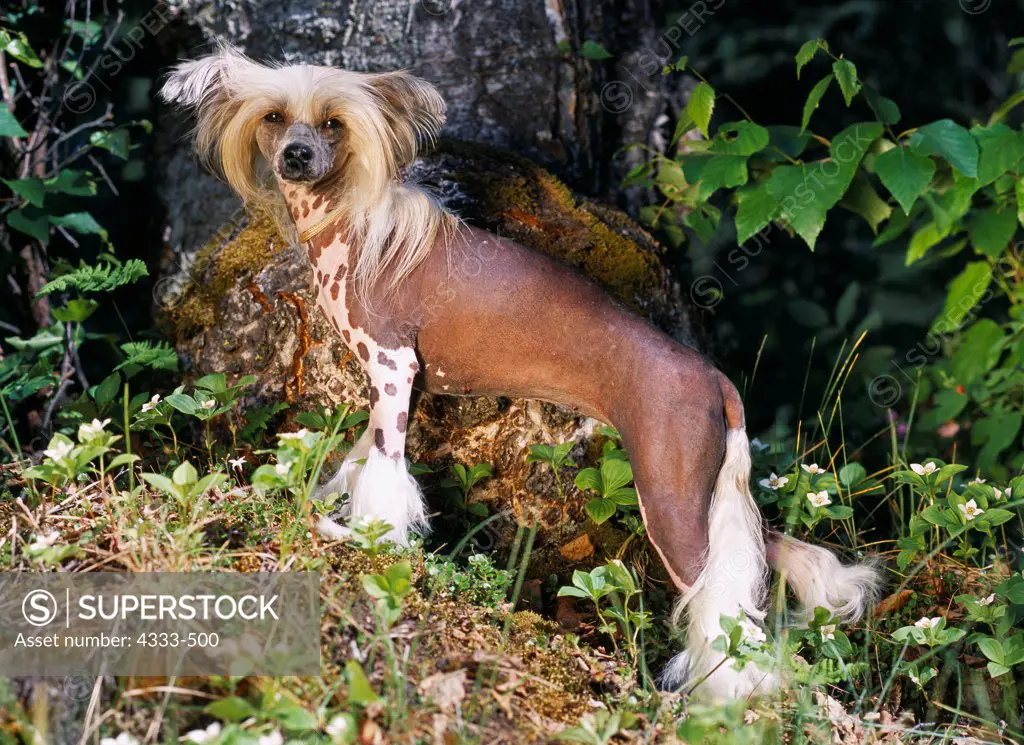 Chinese Crested Dog (Hairless), AKC, 2-year-old 'Martine' photographed at the Equestrian Center in Anchorage, Alaska and owned by Janice Chaffin-Bell of Fairbanks, Alaska.