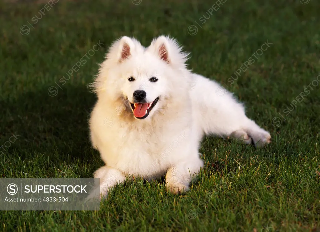 American Eskimo Dog, AKC, 6-month-old 'Todd' photographed in Soldotna, Alaska and owned by Emily and Randy Johnson of Anchorage, Alaska.