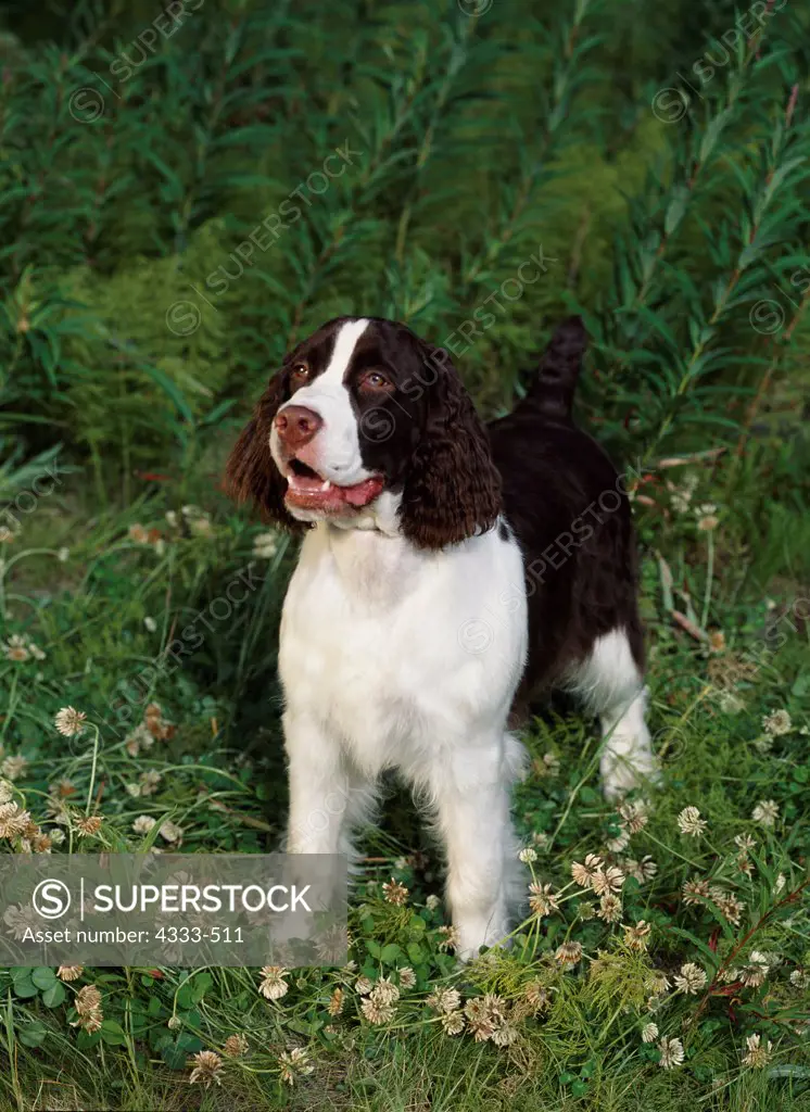 English Springer Spaniel, AKC, 6-month-old 'Cian' photographed at Soldotna, Alaska and owned by Carol Finch of Anchorage, Alaska.