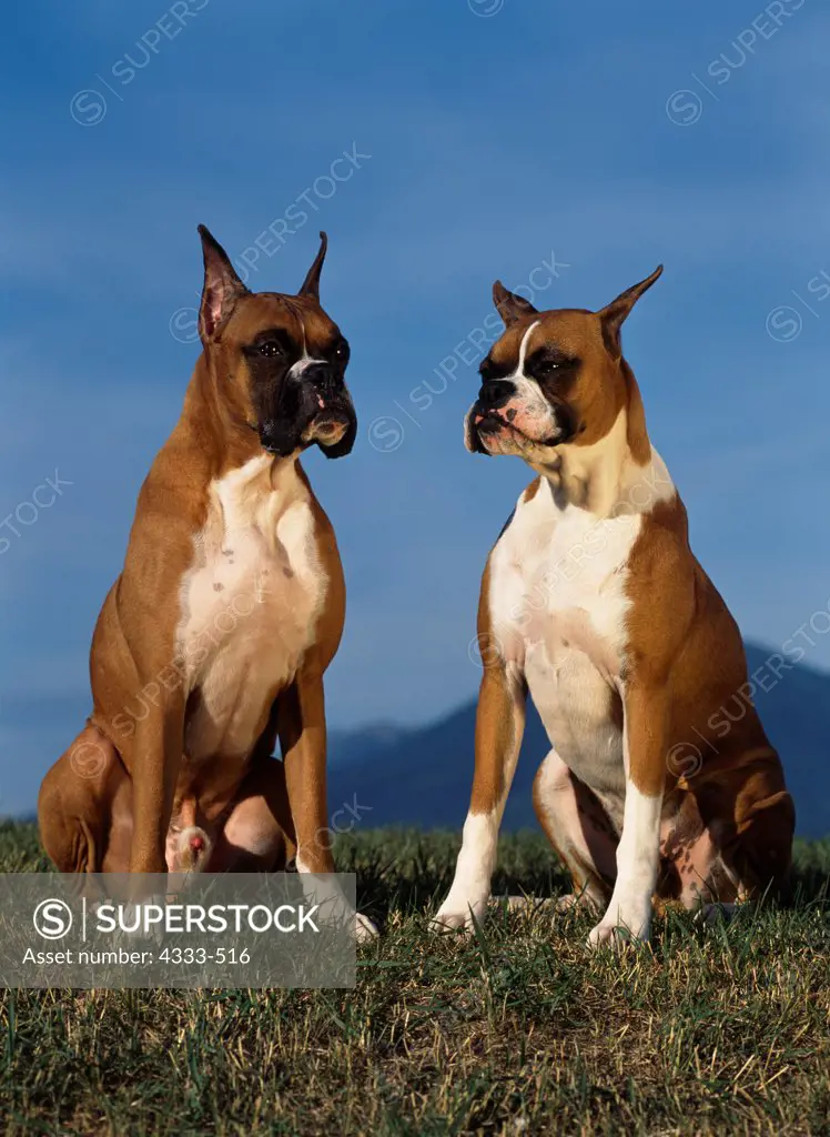 Boxers, AKC, 5-year-old 'Bubba' and 8-month-old 'Ricky' photographed in Palmer, Alaska and owned by Jewell Dunning of Anchorage, Alaska.