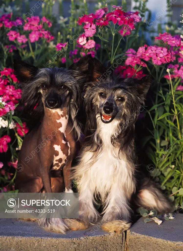 Chinese Crested Dogs, AKC, 9-month-old 'Fanny' (Hairless) and 9-month-old 'Flirt' (Powder Puff) photographed in Palmer, Alaska and owned by Janice Chaffin Bell of Fairbanks, Alaska.