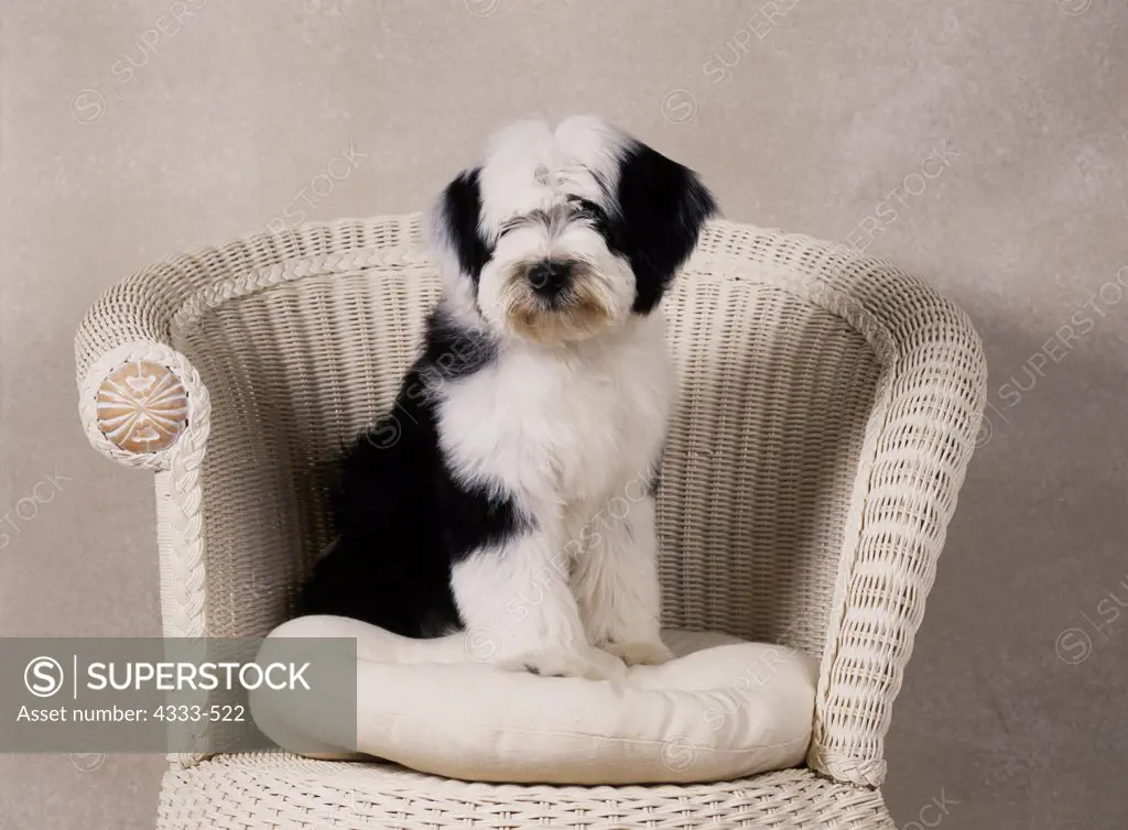 Tibetan Terrier, AKC, 16-week-old 'Marcus' photographed at Randi's studio and owned by Florence Scott of Palmer, Alaska.