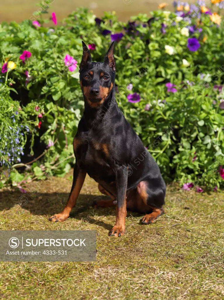 Miniature Pinscher, AKC, 7 1/2-year-old 'Spirit' photographed at Waldron Lake in Anchorage, Alaska and owned by Tammy McQuigg of Homer, Alaska.
